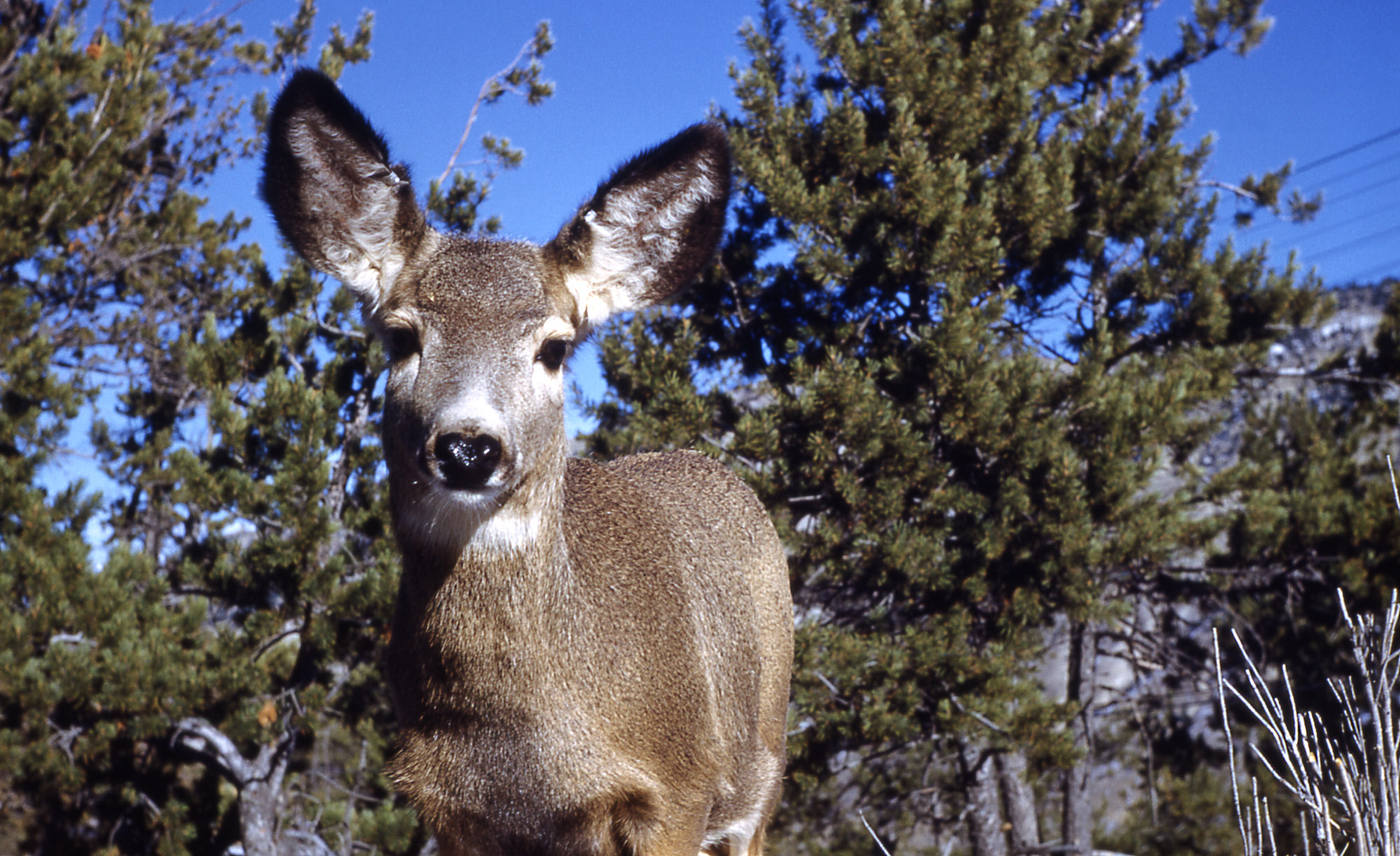 Arizona deer spared from Chronic Wasting Disease WilliamsGrand