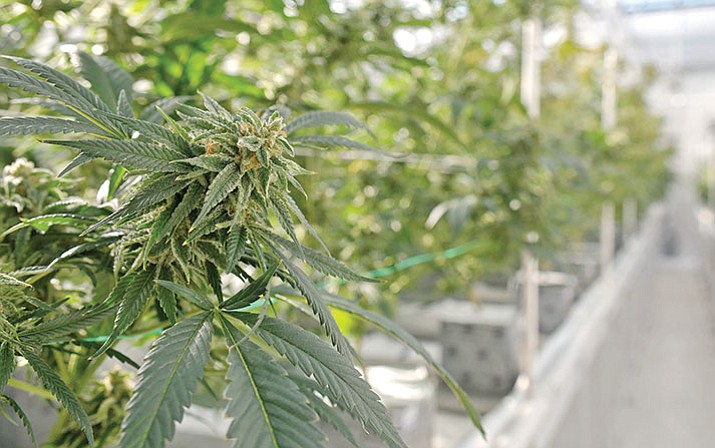 Sun King Labs marijuana grow house in Chino Valley.