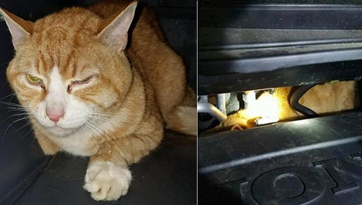 The 10-year-old tabby was removed from under the engine hoses after surviving the 225-mile journey on a cold, snowy night virtually unscathed.