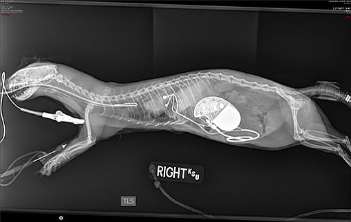This image shows the radiograph revealing the implantation of the pacemaker in a ferret at Kansas State's Veterinary Health Center. Zelda is recovering at home. Owner Carl Hobi took Zelda in after Christmas because she was diagnosed with a third-degree block in her heart.