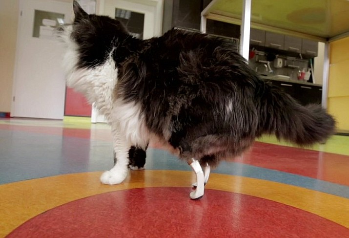 Pooh, a stray cat who lost his back legs in an accident, walks on his hind bionic paws in Bulgaria.