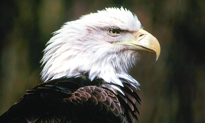 The Annual Bald Eagle Celebration is slated for Feb. 25 at the Willow Bend Environmental Educational Center at 703 E. Sawmill Road in Flagstaff. (Photo courtesy of MetroCreativeConnection)
