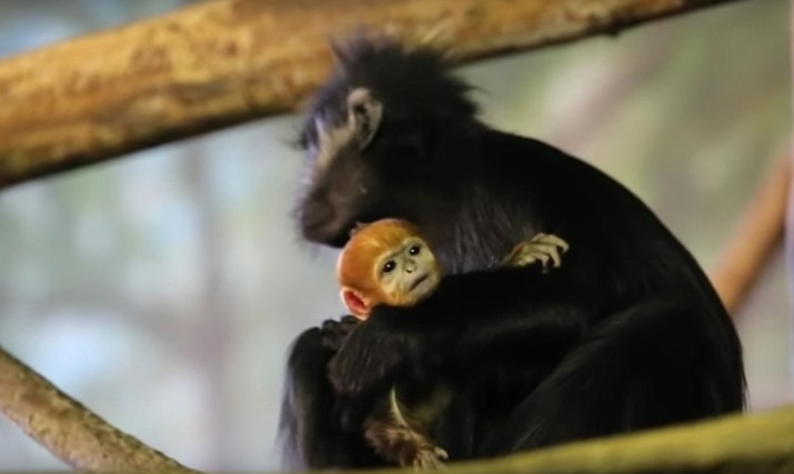 A bright orange endangered Francois’ langur is now on exhibit at Helen Brach Primate House at Chicago’s Lincoln Park Zoo.