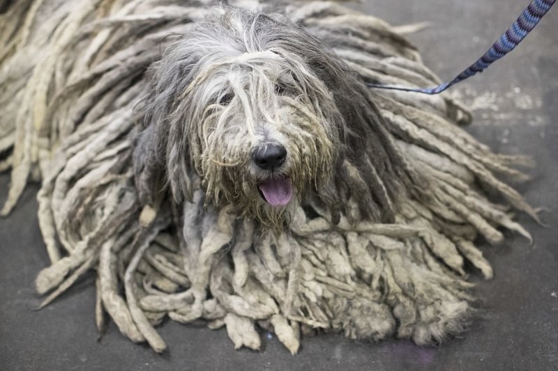 D'Artagnan, a Bergamasco shepherd from Easton, Conn., is seen during the meet the breeds companion event to the Westminster Kennel Club Dog Show, Saturday, Feb. 11, 2017, in New York. (AP Photo/Mary Altaffer)