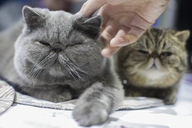 John Paul and Minnie, short haired Persian cats from Derby, Conn., are seen during the meet the breeds companion event to the Westminster Kennel Club Dog Show, Saturday, Feb. 11, 2017, in New York. (AP Photo/Mary Altaffer)