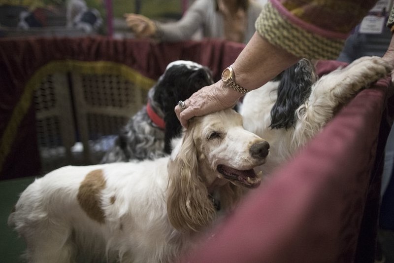 A cocker spaniel gets a pat on the head during the meet the breeds companion event to the Westminster Kennel Club Dog Show, Saturday, Feb. 11, 2017, in New York. (AP Photo/Mary Altaffer)