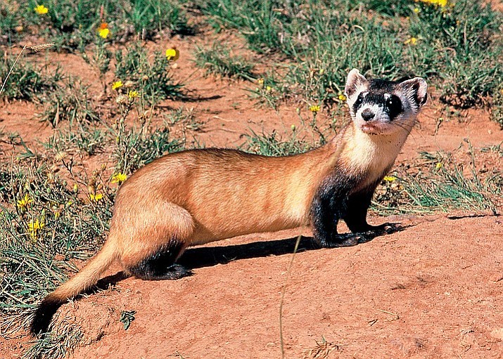 A Black-footed ferret responds to researchers. The species was thought to be extinct until a small colony of ferrets was discovered in Wyoming in 1981. 