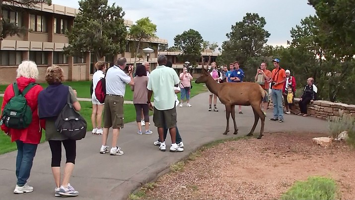 Elk can be seen nearly anywhere along the South Rim. Grand Canyon wildife biologists remind people not to approach elk, as they can become suddenly aggressive during rutting and calving season.