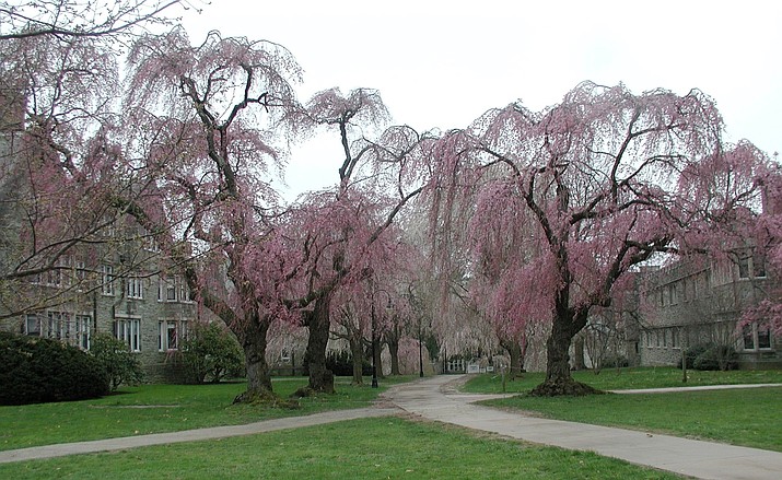 Weeping cherry trees in Bryn Mawr, Pennsylvania.George Washington could never have cut down cherry trees like the ones depicted — not because they are so large but because these Asian species didn’t arrive in the States until the late 1800s. 
