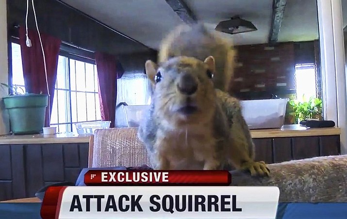 The teenager burglar told police the squirrel's attack scared him because he wasn't expecting to have a squirrel come flying out of nowhere at him.