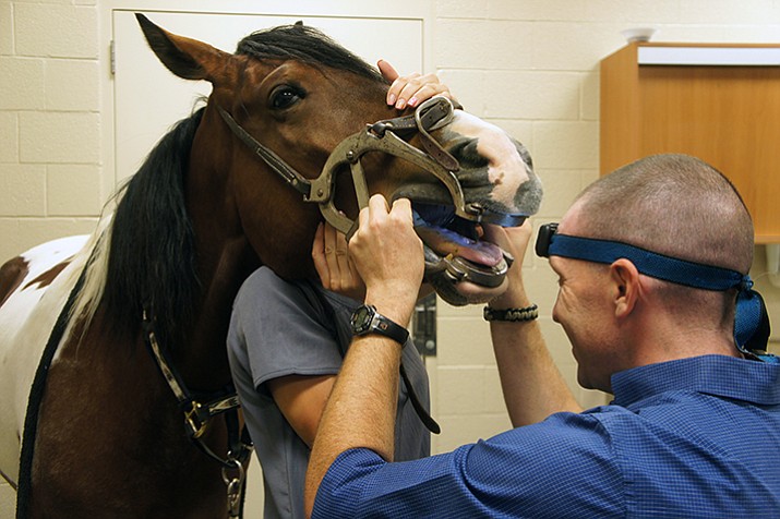 Dr. J. Mike Cissell checks the teeth of one of the horses at the Prescott Animal Hospital Equine Center. 
