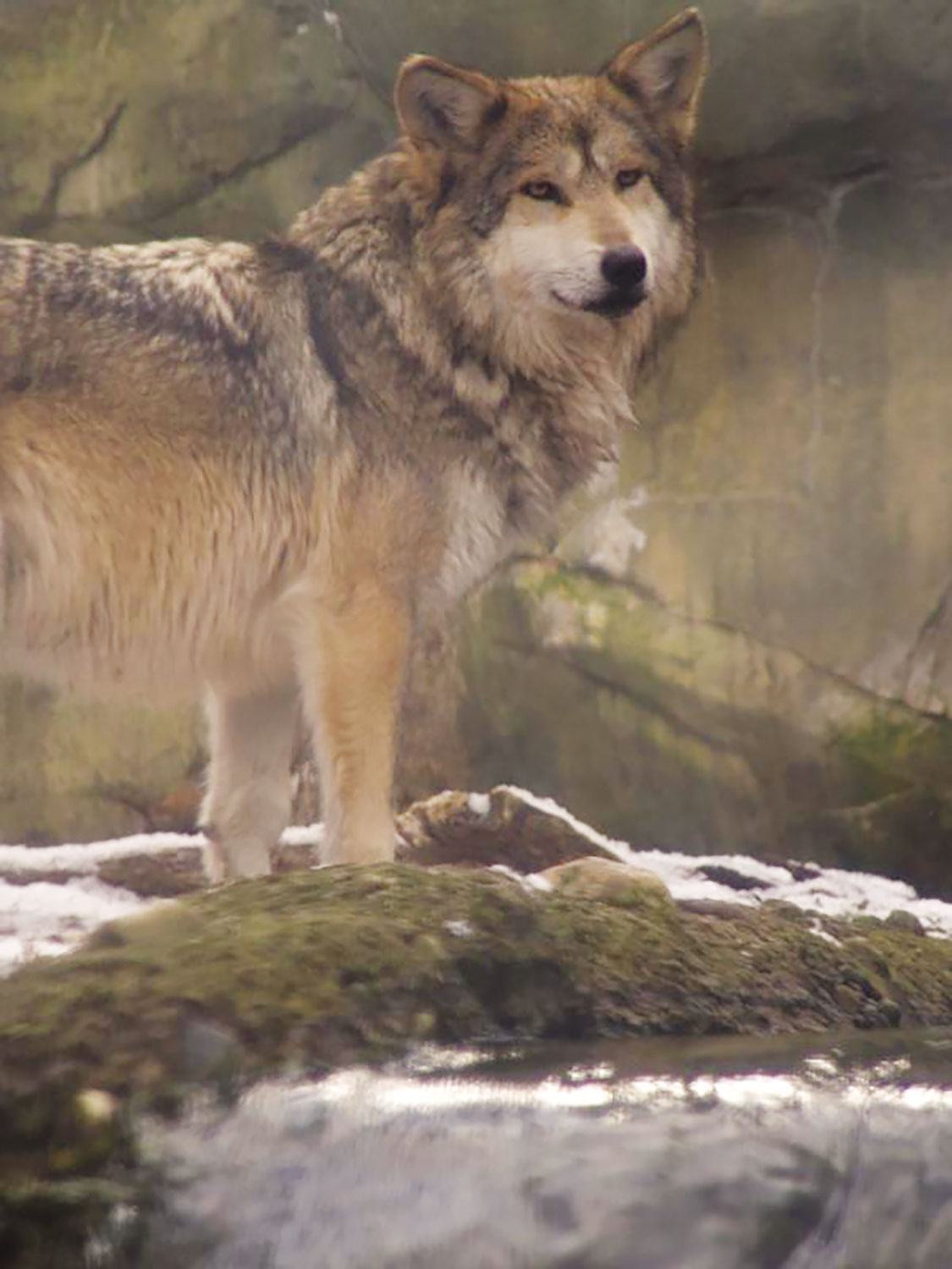 азербайджан волк