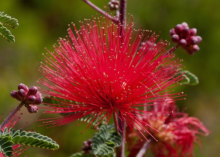 This 2015 photo provided by The G2 Gallery, shows a red fairy duster in environmentalist, philanthropist and photographer Susan Gottlieb's baseball field-sized Gottlieb Native Garden surrounding her hillside home in Beverly Hills, Calif., and is also the cover image of her 2016 book "The Gottlieb Native Garden: A California Love Story." (Susan Gottlieb/The G2 Gallery via AP)
