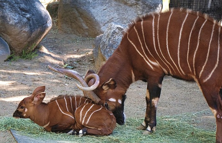 A male, Eastern bongo calf is gently pushed off a matt of fresh grass in his enclosure on the day of his debut at the Los Angeles Zoo on Thursday, Feb. 23, 2107. The unnamed male a type of antelope found in Kenya, was born at the zoo on Jan. 20. It spent time bonding with its mother behind the scenes before being introduced to the public on Thursday. (AP Photo/Richard Vogel)