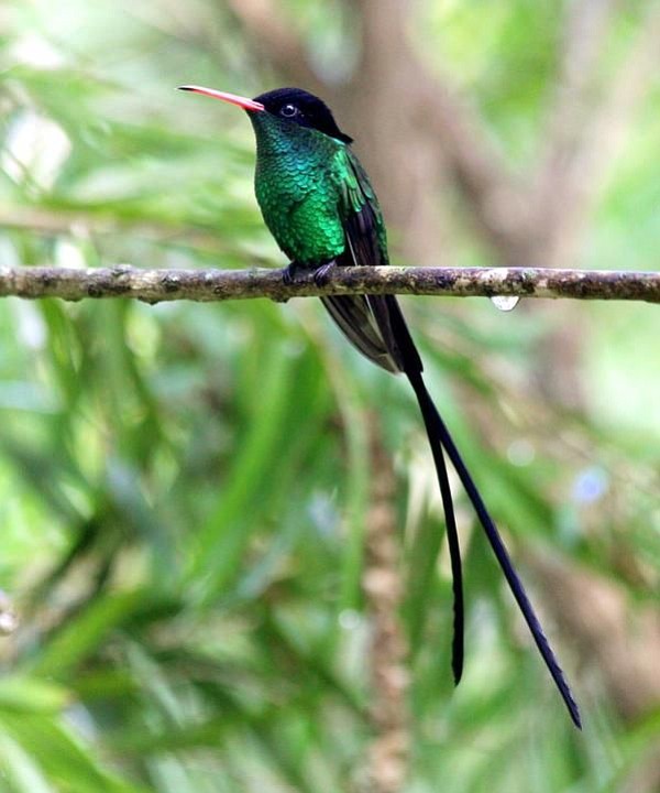 The red-billed streamertail is a species of hummingbird endemic to Jamaica. Moore saw this species at the Rocklands Bird Sanctuary and even held a feeder in his hand while one of them drank out of the feeder!  