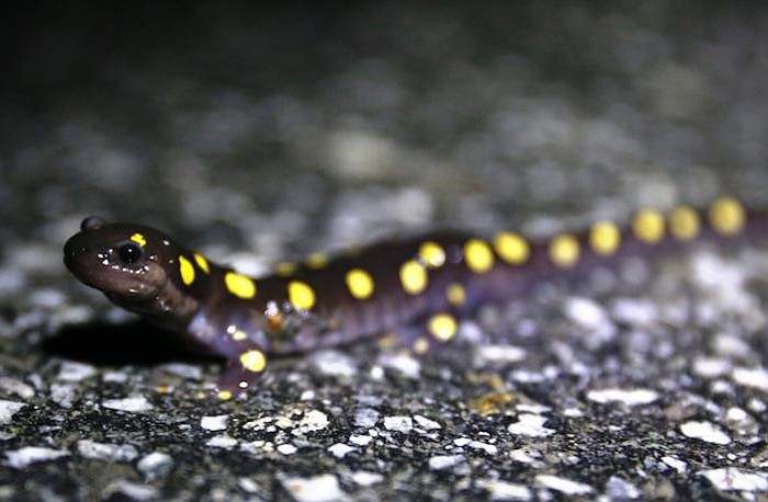 After a long winter underground, the spotted salamanders are among the first amphibians to venture out in search of mates.