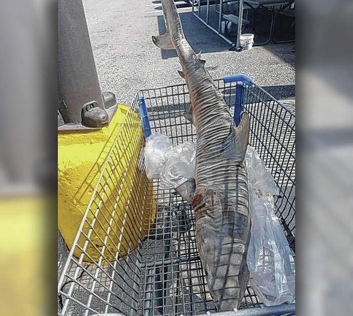 Authorities are mystified as to why a 5-foot-long dead shark was left in the parking lot of a Florida Wal-Mart just days before another dead shark was found nearby.