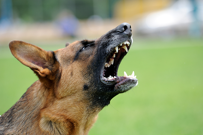 effects-of-dog-barking-calls-complaints-tie-up-law-enforcement