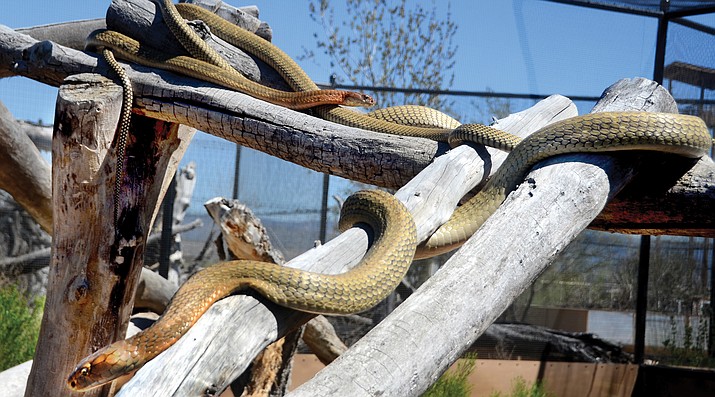 King cobra snakes Galaxy, below, and Destiny hang out at the Out of Africa Wildlife Park in Camp Verde Tuesday. VVN/Vyto Starinskas