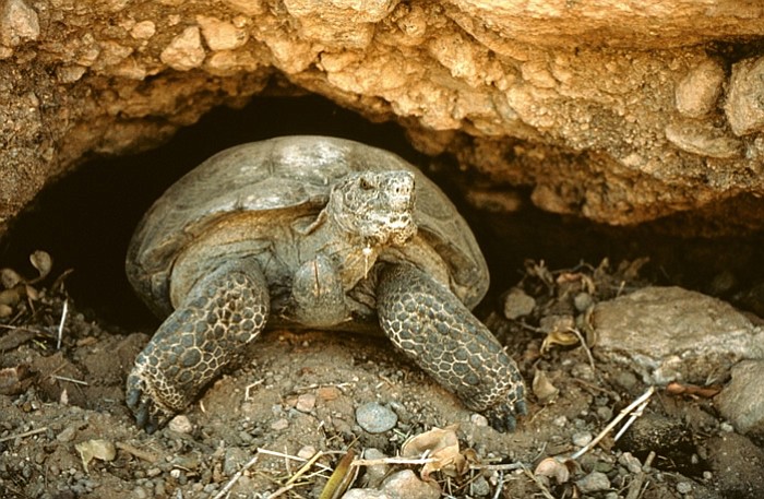 Arizona Game and Fish has nearly 100 tortoises available for adoption by residents who can provide securely enclosed yards or enclosures in the species' native range, which includes the Prescott area. Tortoise adoption is free.