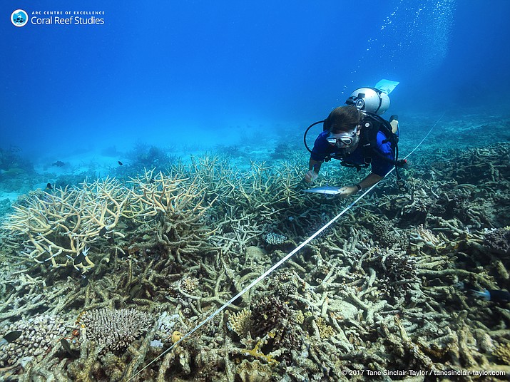 In this October 2016 photo provided by ARC Center of Excellence for Coral Reef Studies, a scientist measures coral mortality following bleaching on the northern Great Barrier Reef, Austrlia.