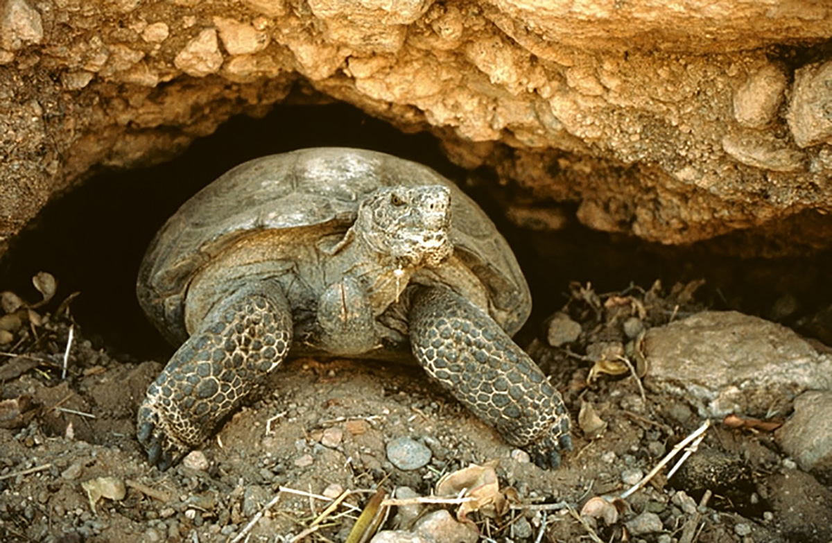 Спячка сухопутной черепахи. Болотная черепаха спячка. Черепашка в спячке. Черепахи впадают в спячку зимой. Что такое оцепенение черепах.