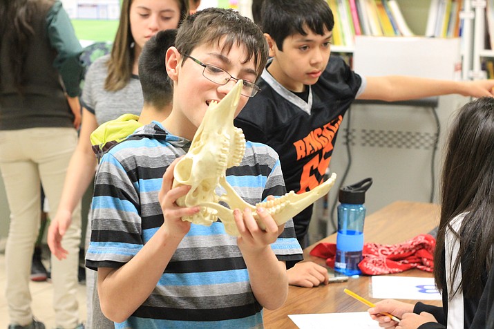 A student explores an animal skull at Williams Elementary-Middle School.