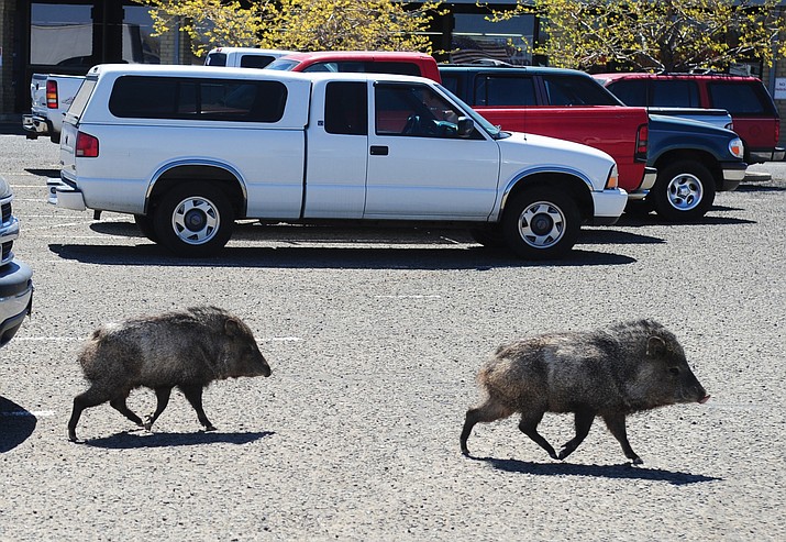 Arizona Game and Fish has authority in Prescott to cite people who are intentionally feeding wildlife — most prominently, the javelina. The javelina nuisance can usually be traced to a food source. “Almost without fail, if we have a residential problem with javelina, we can narrow it down to somebody in the area who is feeding them,” said Wildlife Manager Supervisor Darren Tucker. (Courier file photo)
