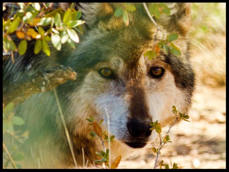 Visit 2 Mexican gray wolves at Heritage Park Zoo this week | The Daily