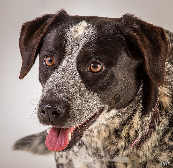 Pet Focus: Yavapai Humane Society — Reese | The Daily Courier ...