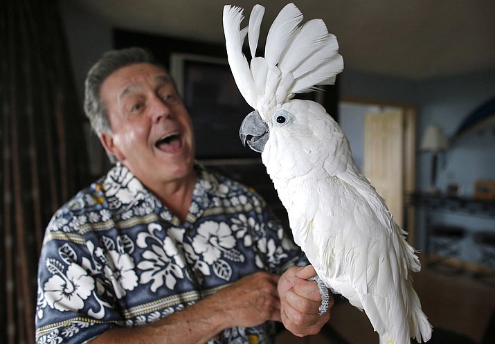 Tom Wharton, of Warwick, R.I., talks to his 21-year-old pet cockatoo named “Tootsie” at his Warwick home. Wharton and Tootsie were kicked out of two campsites in Rhode Island following complaints about the feathered companion.