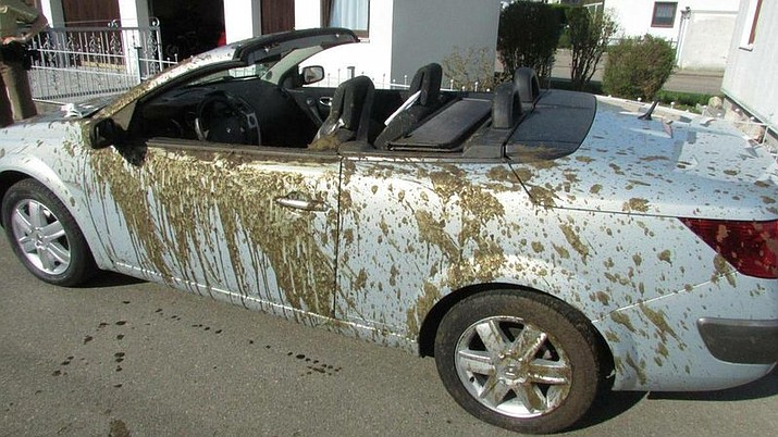 A convertible car was hit by a flush of liquid manure in Altomuenster near Munich, southern Germany. A farmer who didn't close the top lid of his manure barrel took a curve and a flush of liquid manure spilled out in the very moment when a man and his daughter approached.

