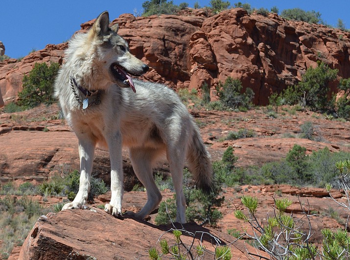 Sedona Wolf Week 2017 is co-presented by Apex Protection Project and The Plan B to Save Wolves, co-sponsored by Poco Diablo Resort. This inaugural, monumental event was created to literally change the way wolves are viewed by exposing people to them through education, entertainment, art, policy and direct interaction.