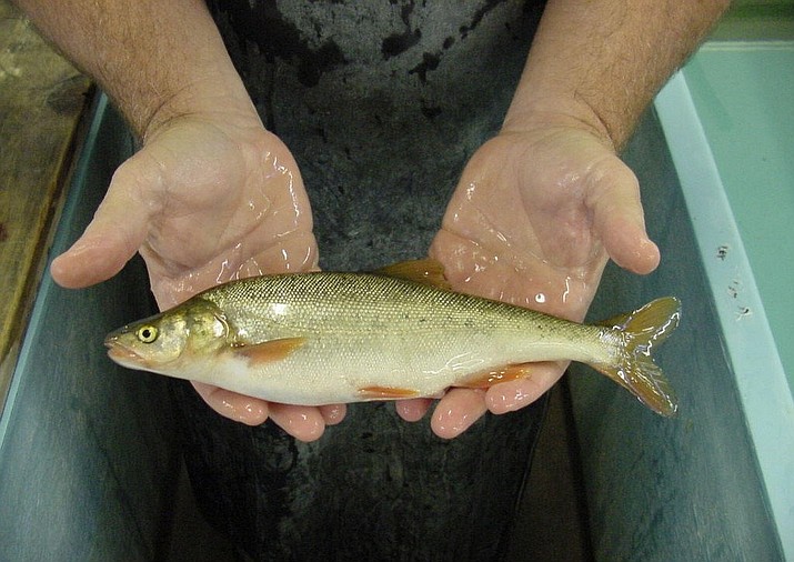 The headwater chub, roundtail chub and Gila chub have been reclassified as one species, the roundtail chub, which AZGFD biologists say should not be listed under the endangered Species Act.