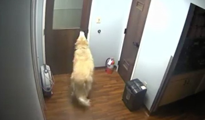 A 10-year-old Great Pyrenees named General in seen in an office area before opening yet another door and eventually making his way to a parking lot behind the building and walking out.