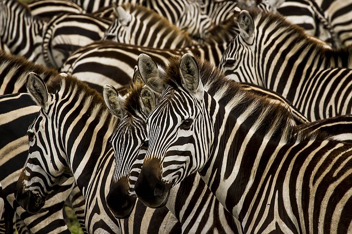 Serengeti Stripes, by Michael McDermott