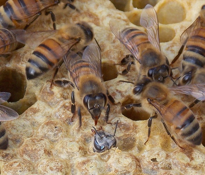 Swarm Weather! What you should do if you encounter bees The Daily