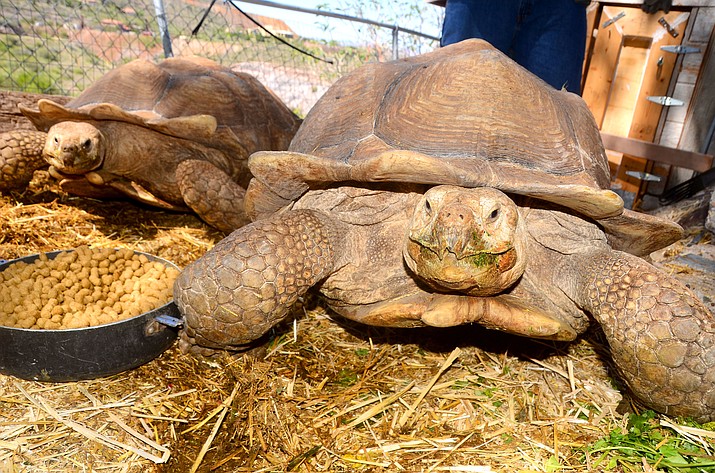 Jerome resident Kathleen Koerner is donating her 20-year-old giant African spiked tortoises to the Out of Africa Wildlife Park. Pepe and Boo are being rehomed so that they will have more room. The tortoises are estimated to weigh 250 pounds each, and will continue to grow throughout their lives. 