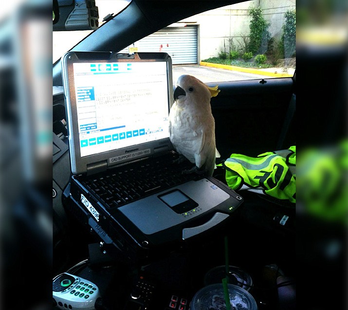 Fairfax County Police posted this photo on their Twitter page and wrote: "This little cockatoo got a tour of our police car when she found herself lost away from home. Officers safely reunited her with her owners."