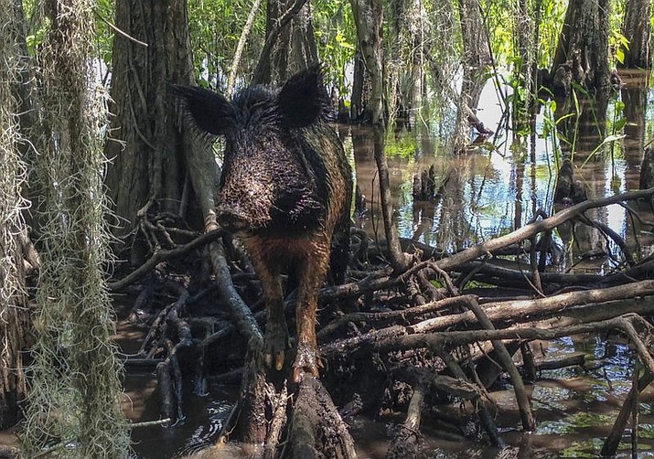 A wild boar walks in a swamp, in Slidell, La. Feral hogs are believed to cause $76 million or more in damage across the state every year but in recent years a small Louisiana slaughterhouse has begun butchering the hogs and selling the product to grocery stores and restaurants as part of an effort to help control the hogs' numbers.

