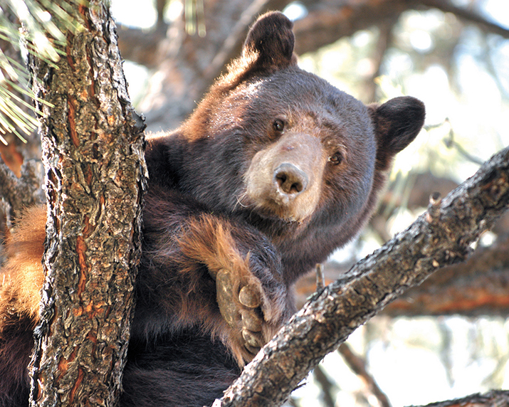 Bear Necessities When bears are in the neighborhood The Daily