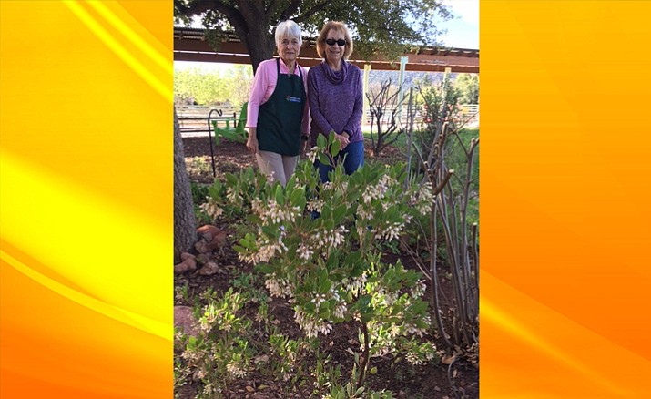 Proud Villager members Judy Thompson, left, and Betty Loos, right, of the Sedona Area Garden Club showing off the beautifully refurbished  Butterfly Garden at Big Park School.