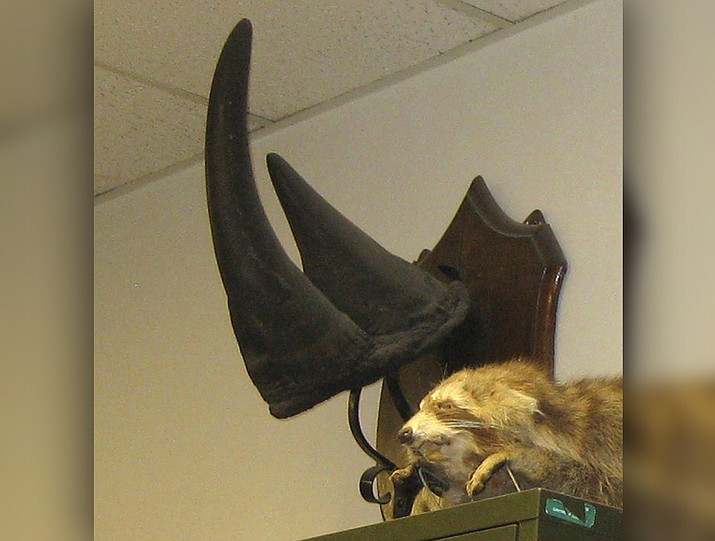 A black rhino horn that had been on display at the University of Vermont for decades has been stolen, and school police are offering a reward for help in its recovery (Mark Biercevicz/University of Vermont via AP)