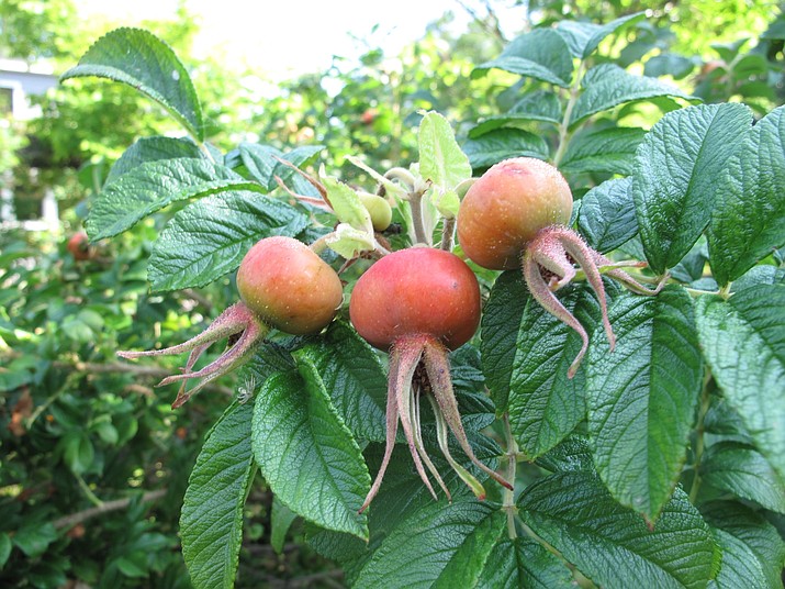 This Aug. 10, 2012 photo shows Vitamin-C-rich rose hips in a garden near Langley, Wash., and are the fruit of a rose plant and can be used fresh or dried for making tea. Steep them in boiling water, sweeten with honey and enjoy. Herbs, fruit and many other plants make into great tea. (Dean Fosdick via AP)