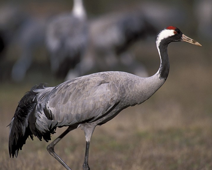 I observed a common crane early this week at Mormon Lake. (Courtesy/Eric Moore) 