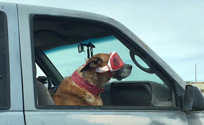 An unnamed dog wears goggles while sticking its head out the window of a truck on Glassford Hill Road in Prescott Valley Sunday.