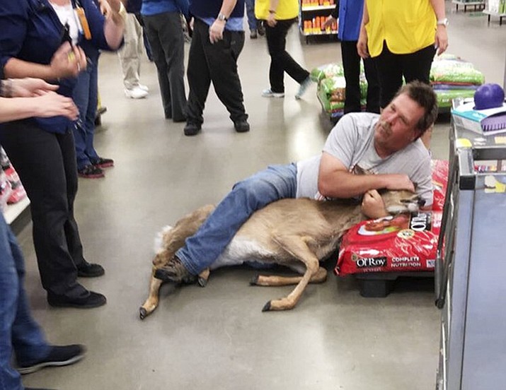 The Tuesday, May 16, 2017, photo, provided by Stephanie L Koljonen shows Tom Grasswick, a customer at a Walmart store in Wadena, Minn., holding onto a confused white-tailed deer that wandered into the store. Grasswick covered the eyes of the startled deer and he and others managed to remove the animal and set it free outdoors. (Stephanie L Koljonen via AP)