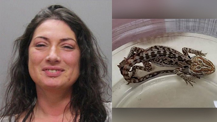 Amy Rebello-McCarthy of Newton and a bearded dragon lizard that police allegedly found in her bra.
