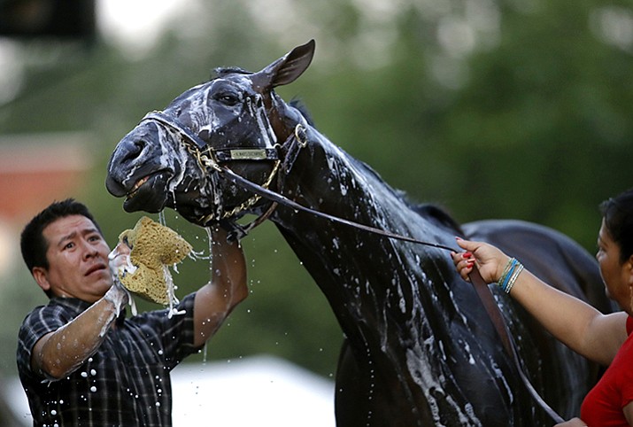 Kentucky Derby winner Always Dreaming is washed after a walk on the track at Pimlico Race Course in Baltimore, Friday, May 19. The Preakness Stakes horse race is scheduled to take place Saturday. 