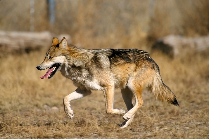 Endangered Mexican wolves roam wilderness areas near the Arizona-New Mexico border. 